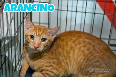 Arancino gattino rosso di 4 mesi