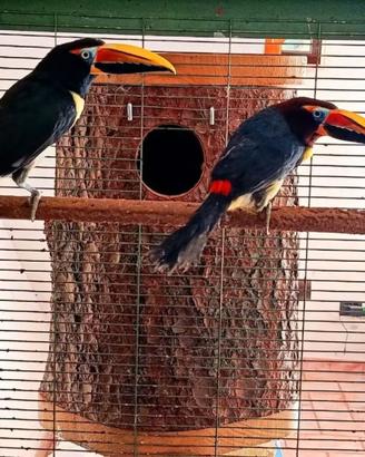 Coppia di aracari viridis