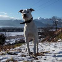 Pitbull-dogo argentino