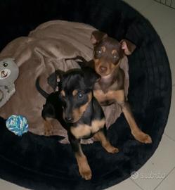 Pinscher nano
