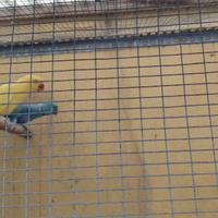 Parrocchetto collare