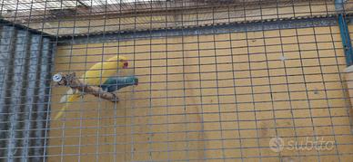 Parrocchetto collare