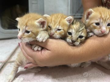 Cuccioli di Gatto