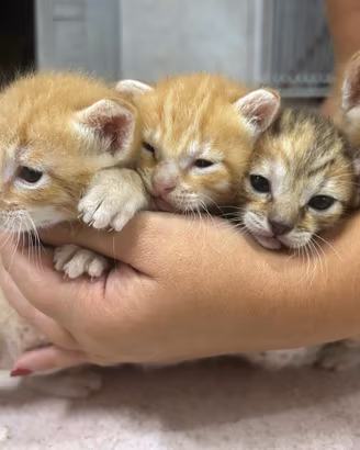 Cuccioli di Gatto