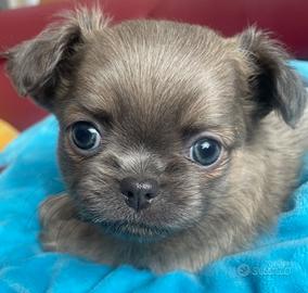 Cuccioli di chihuahua pelo lungo