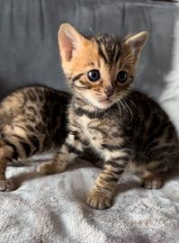 Cucciola Bengala disponibile da subito