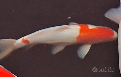 Carpa koi doitsu