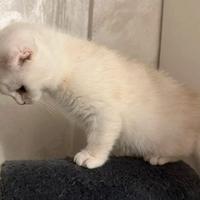 Cucciolo - Scottish Fold