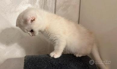 Cucciolo - Scottish Fold