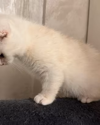 Cucciolo - Scottish Fold