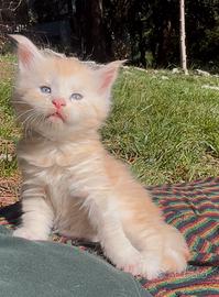 Maine coon