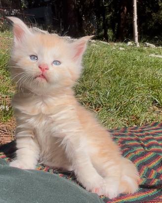 Maine coon