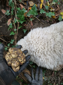 Lagotti figli di cani professionisti