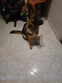 Cucciolotta pastore tedesco