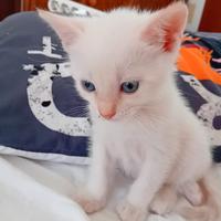 Gatto incrocio persiano