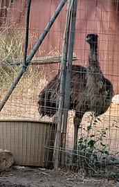 Emu piccolo