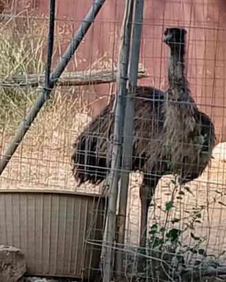 Emu piccolo