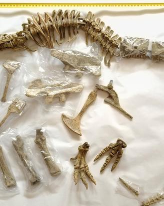 Modello di  T-rex  in plastica -incompleto