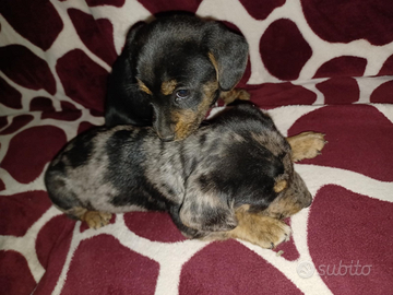 Cuccioli bassotto kanicken