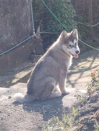 Alaskan malamute