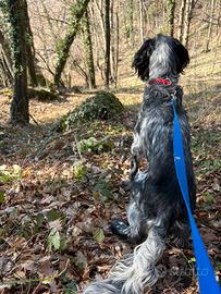 Setter Inglese 4anni