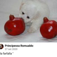 Cuccioli bichon a poil frise'