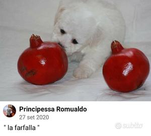 Cuccioli bichon a poil frise'