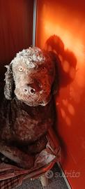 Lagotto Romagnolo disponibile per la MONTA