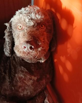 Lagotto Romagnolo disponibile per la MONTA
