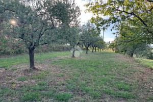 TER. AGRICOLO A PESCIA