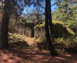 Terreno 15000m con Rudere e bosco privato