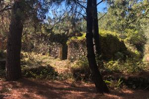 Terreno 15000m con Rudere e bosco privato