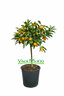 pianta-di-kumquat-mandarino-cinese-vaso-20-c