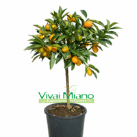 Pianta di Kumquat - Mandarino Cinese (vaso - 20) c