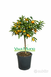 Pianta di Kumquat - Mandarino Cinese (vaso - 20) c