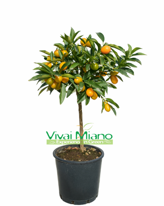 Pianta di Kumquat - Mandarino Cinese (vaso - 20) c