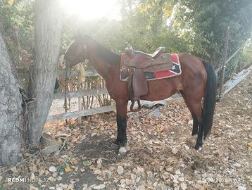 Cavallo