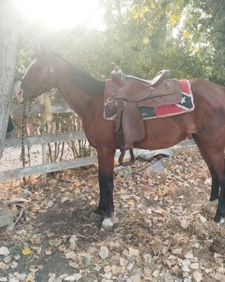 Cavallo