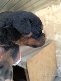 Cuccioli di rottweiler