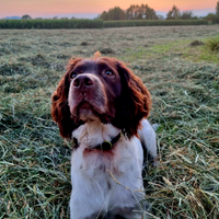 Springer Spaniel per accoppiamento