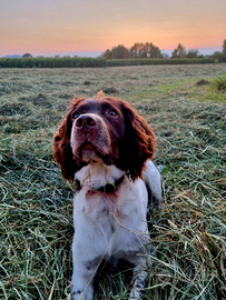 Springer Spaniel per accoppiamento