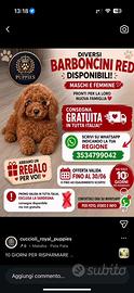 Barboncino nano e Toy Red consegna gratuita