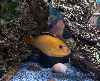 Pesci ciclidi africani