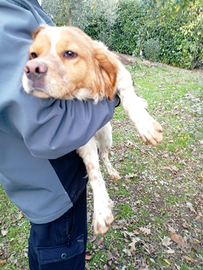 Epagneul Breton maschio