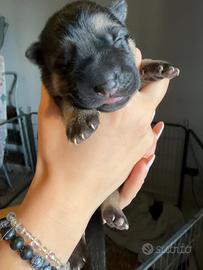 Cuccioli di Pastore tedesco