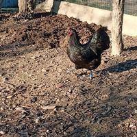 Copia Australorp