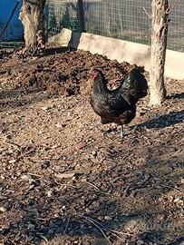 Copia Australorp