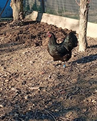 Copia Australorp