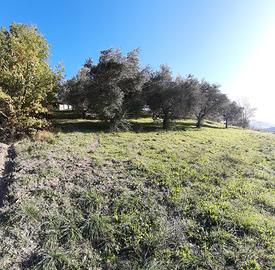 Terreno coltivato di ulivi con parte seminativa