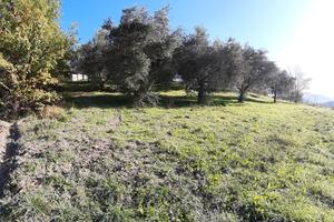 Terreno coltivato di ulivi con parte seminativa